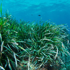 ibizaecotours.com Compromiso Posidonia Oceanica