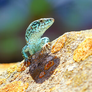 ibizaecotours.com Compromiso Lagartija de ibiza